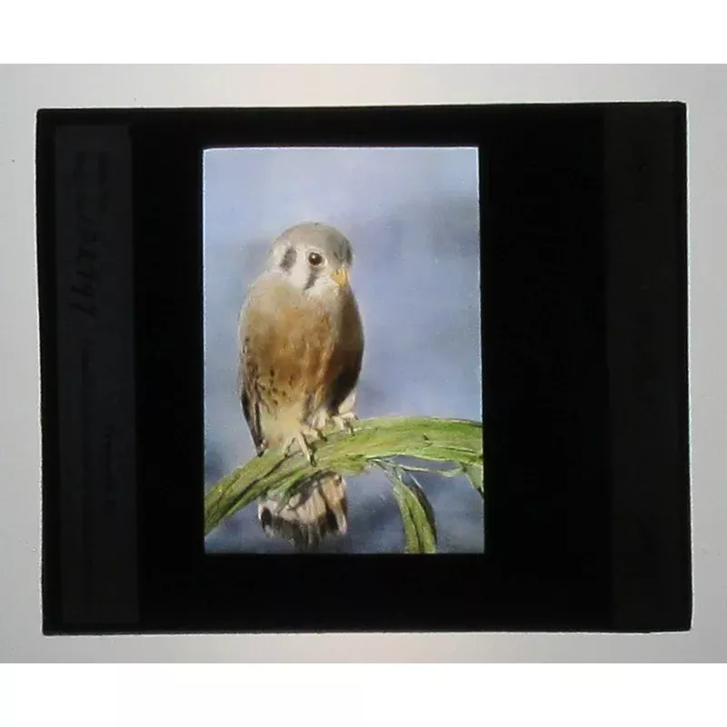 sparrow-hawk-hand-tinted-photo-on-glass SPARROW HAWK. HAND TINTED PHOTO ON GLASS.